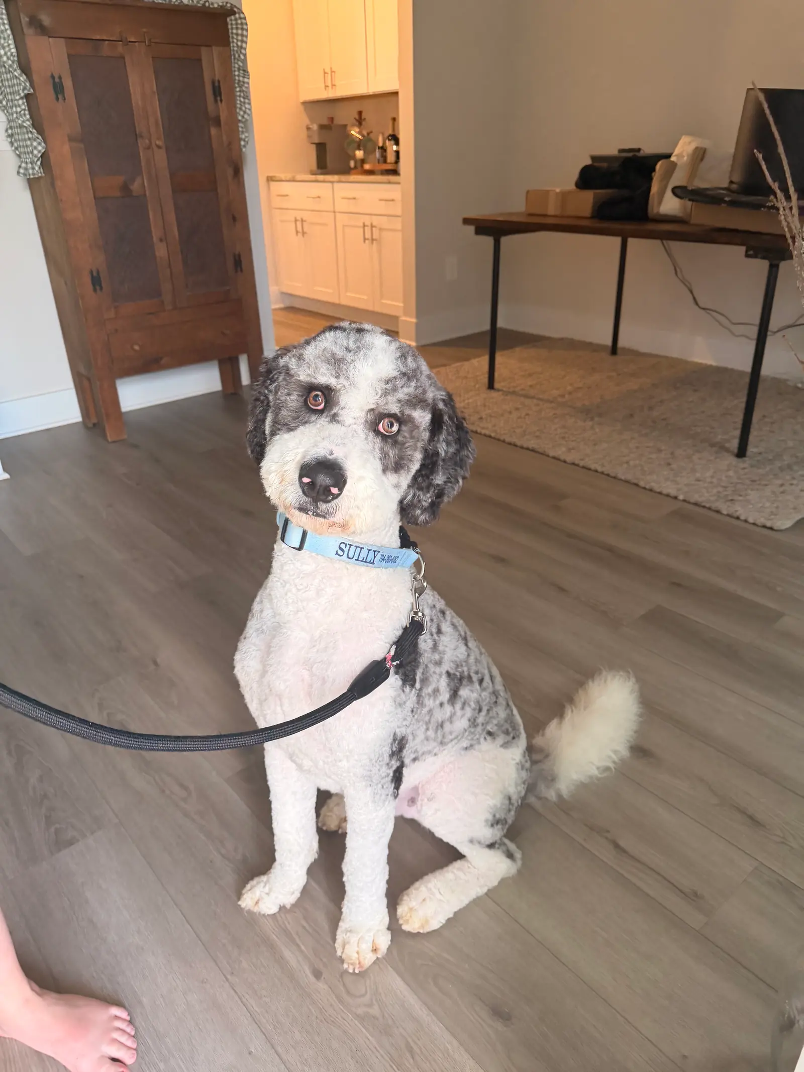 A freshly groomed dog named Sully sitting indoors after grooming.